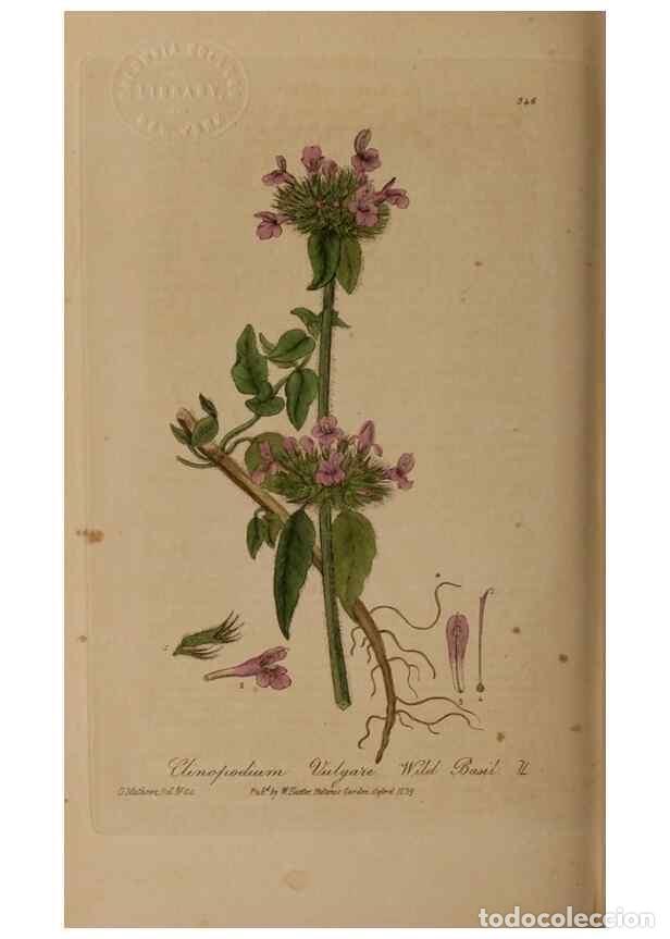 Sammeln von Zeitschriften und Zeitungen: Reproducci&oacute;n/Reproduction 49787606888: British phaenogamous botany,. Oxford,Published by the author,