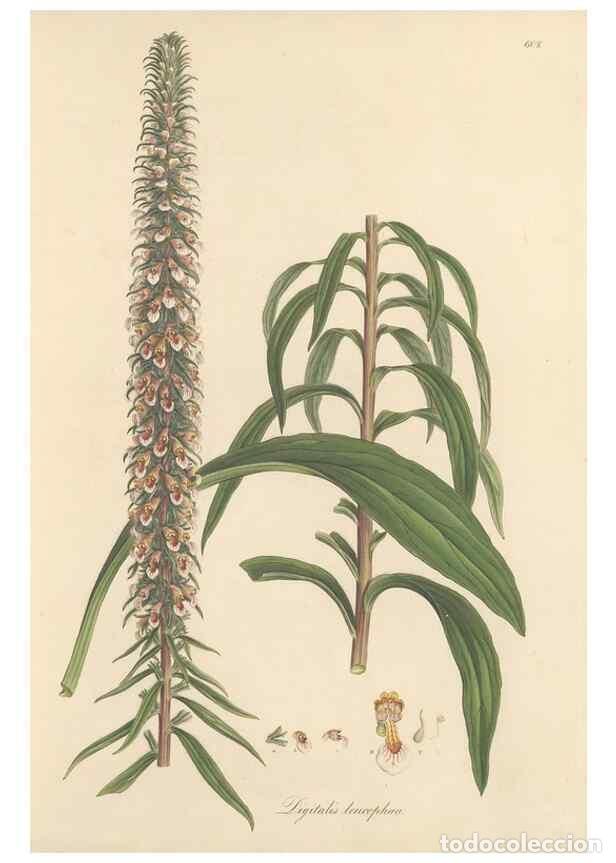 Sammeln von Zeitschriften und Zeitungen: Reproducci&oacute;n/Reproduction 49557974432: Flora Graeca, sive, Plantarum rariorum historia, quas in prov