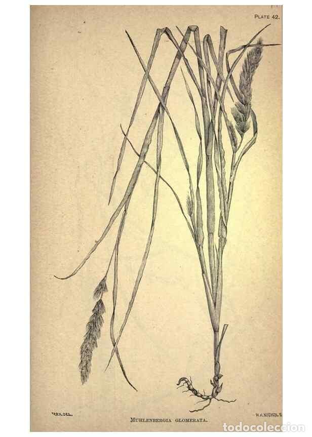 Sammeln von Zeitschriften und Zeitungen: Reproducci&oacute;n/Reproduction 49579409162: The agricultural grasses and forage plants of the United Stat