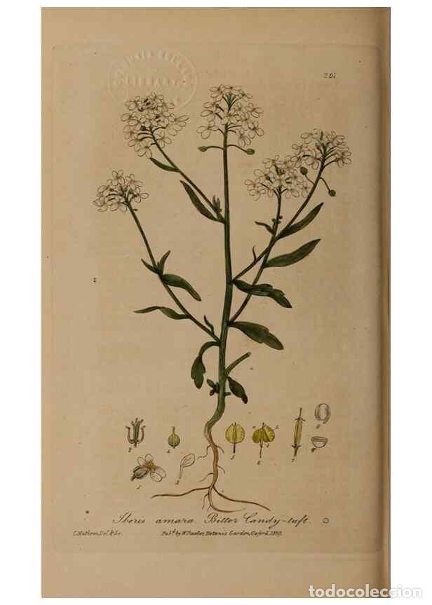 Sammeln von Zeitschriften und Zeitungen: Reproducci&oacute;n/Reproduction 49787608063: British phaenogamous botany,. Oxford,Published by the author,