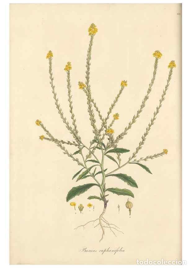 Collectionnisme de Revues et Journaux: Reproducci&oacute;n/Reproduction 49557975972: Flora Graeca, sive, Plantarum rariorum historia, quas in prov