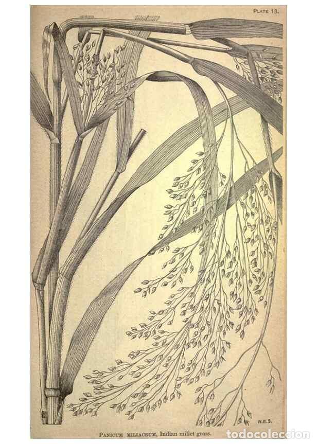 Collectionnisme de Revues et Journaux: Reproducci&oacute;n/Reproduction 49578671423: The agricultural grasses and forage plants of the United Stat