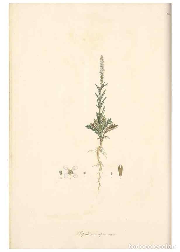 Collectionnisme de Revues et Journaux: Reproducci&oacute;n/Reproduction 49557977512: Flora Graeca, sive, Plantarum rariorum historia, quas in prov