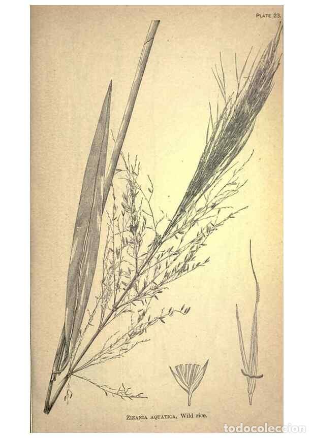 Collectionnisme de Revues et Journaux: Reproducci&oacute;n/Reproduction 49578673943: The agricultural grasses and forage plants of the United Stat