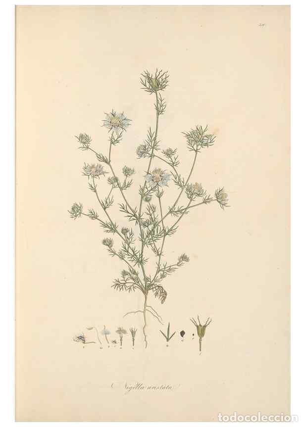 Collectionnisme de Revues et Journaux: Reproducci&oacute;n/Reproduction 49557889682: Flora Graeca, sive, Plantarum rariorum historia, quas in prov