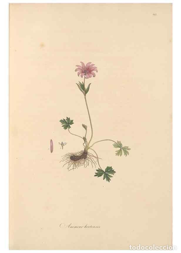 Collezionismo di Riviste e Giornali: Reproducci&oacute;n/Reproduction 49557656526: Flora Graeca, sive, Plantarum rariorum historia, quas in prov