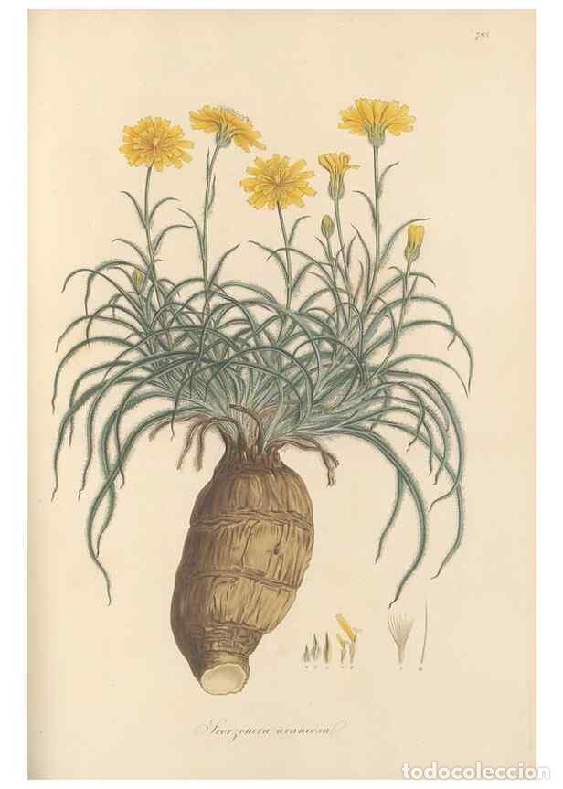 Collezionismo di Riviste e Giornali: Reproducci&oacute;n/Reproduction 49579337843: Flora Graeca, sive, Plantarum rariorum historia, quas in prov