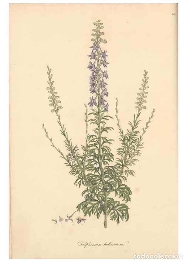 Collezionismo di Riviste e Giornali: Reproducci&oacute;n/Reproduction 49557654501: Flora Graeca, sive, Plantarum rariorum historia, quas in prov