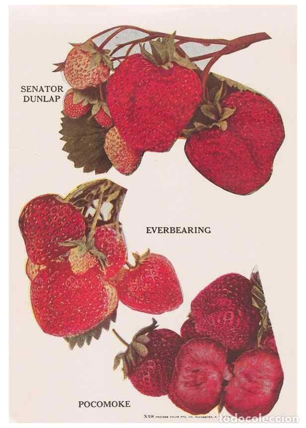 Collezionismo di Riviste e Giornali: Reproducci&oacute;n/Reproduction 49830704183: Descriptive plate-book. Newark, N.Y. :Knight & Bostwick,[19--