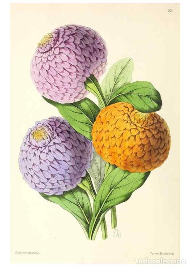 Collezionismo di Riviste e Giornali: Reproducci&oacute;n/Reproduction 49797461616: The floral magazine;. London,L. Reeve & Co.. - Dombrain, Henr