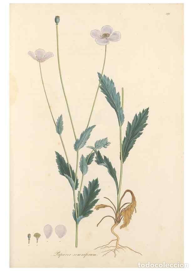 Collezionismo di Riviste e Giornali: Reproducci&oacute;n/Reproduction 49557583391: Flora Graeca, sive, Plantarum rariorum historia, quas in prov