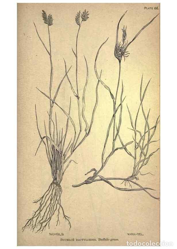 Collezionismo di Riviste e Giornali: Reproducci&oacute;n/Reproduction 49579189866: The agricultural grasses and forage plants of the United Stat
