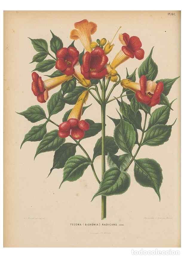 Collezionismo di Riviste e Giornali: Reproducci&oacute;n/Reproduction 49797565893: Flora :. Groningen :J.B. Wolters,[1868]. - Witte, H.