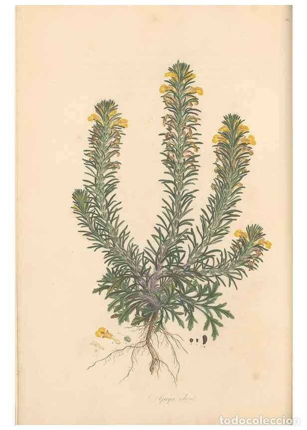 Collezionismo di Riviste e Giornali: Reproducci&oacute;n/Reproduction 49557161738: Flora Graeca, sive, Plantarum rariorum historia, quas in prov