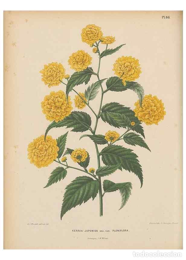 Collezionismo di Riviste e Giornali: Reproducci&oacute;n/Reproduction 49798117246: Flora :. Groningen :J.B. Wolters,[1868]. - Witte, H.