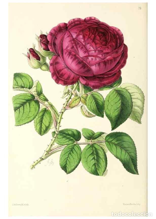 Collezionismo di Riviste e Giornali: Reproducci&oacute;n/Reproduction 49797766967: The floral magazine;. London,L. Reeve & Co.. - Dombrain, Henr