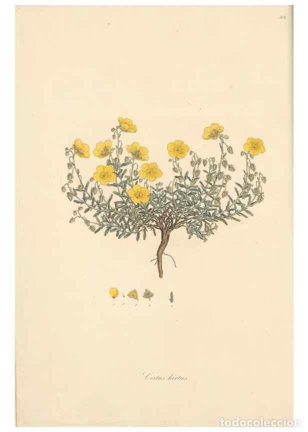 Collezionismo di Riviste e Giornali: Reproducci&oacute;n/Reproduction 49557155108: Flora Graeca, sive, Plantarum rariorum historia, quas in prov