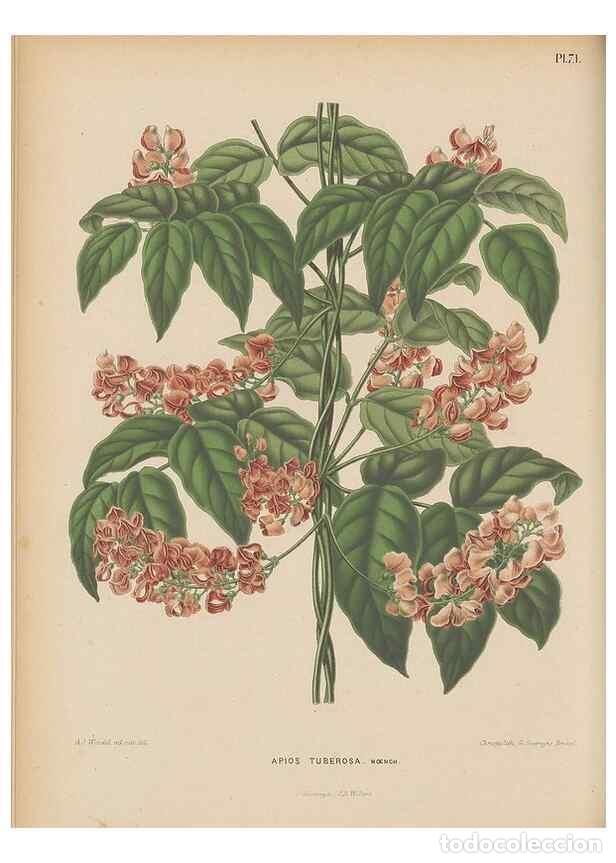 Collezionismo di Riviste e Giornali: Reproducci&oacute;n/Reproduction 49798118686: Flora :. Groningen :J.B. Wolters,[1868]. - Witte, H.