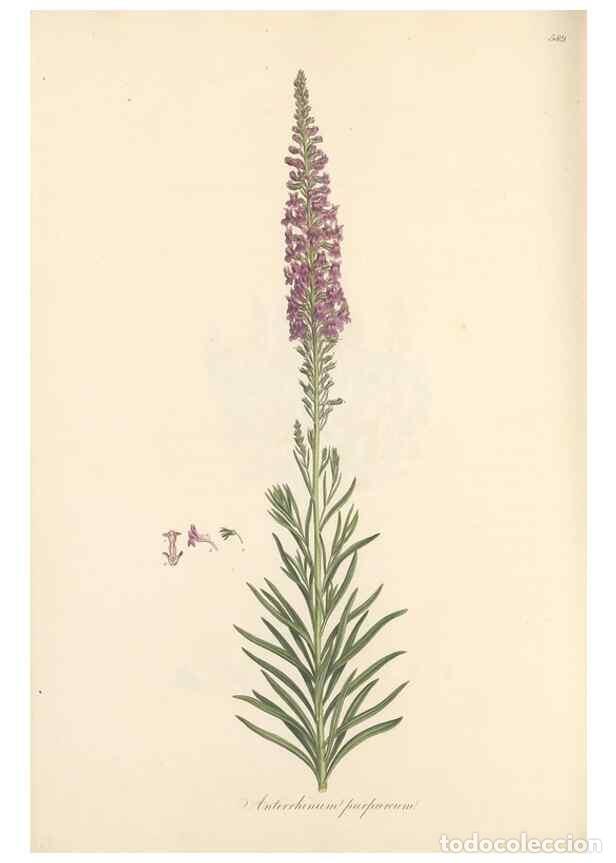 Collezionismo di Riviste e Giornali: Reproducci&oacute;n/Reproduction 49557182918: Flora Graeca, sive, Plantarum rariorum historia, quas in prov