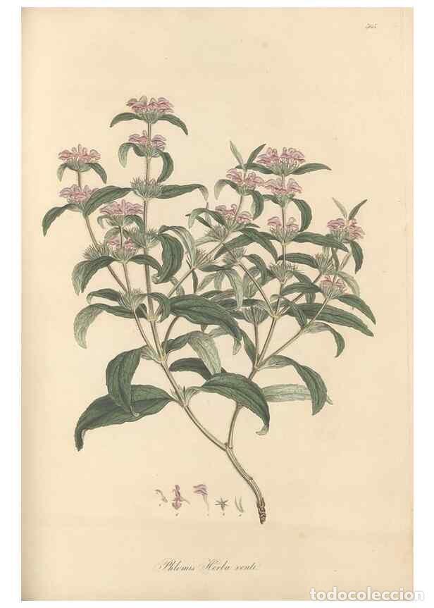 Collezionismo di Riviste e Giornali: Reproducci&oacute;n/Reproduction 49557906692: Flora Graeca, sive, Plantarum rariorum historia, quas in prov