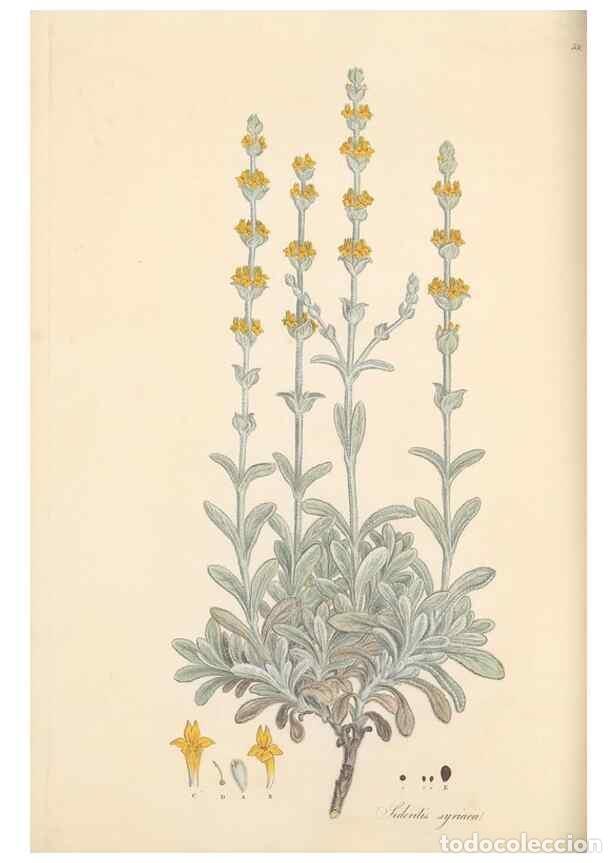 Collezionismo di Riviste e Giornali: Reproducci&oacute;n/Reproduction 49557667911: Flora Graeca, sive, Plantarum rariorum historia, quas in prov