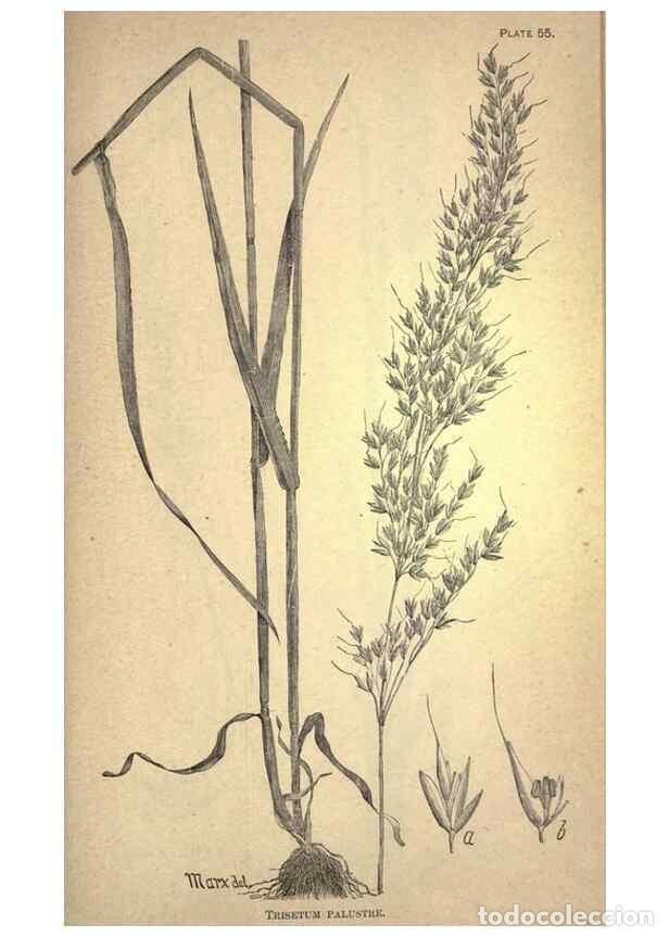 Collezionismo di Riviste e Giornali: Reproducci&oacute;n/Reproduction 49578683143: The agricultural grasses and forage plants of the United Stat