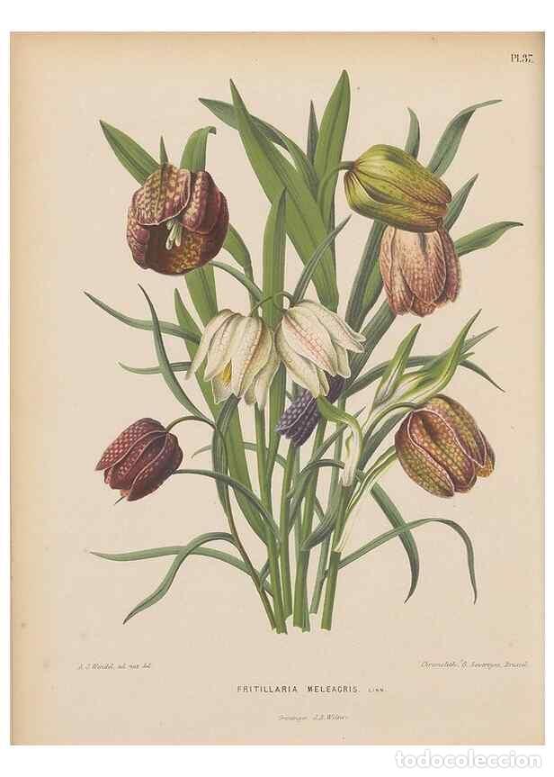 Collezionismo di Riviste e Giornali: Reproducci&oacute;n/Reproduction 49798416227: Flora :. Groningen :J.B. Wolters,[1868]. - Witte, H.