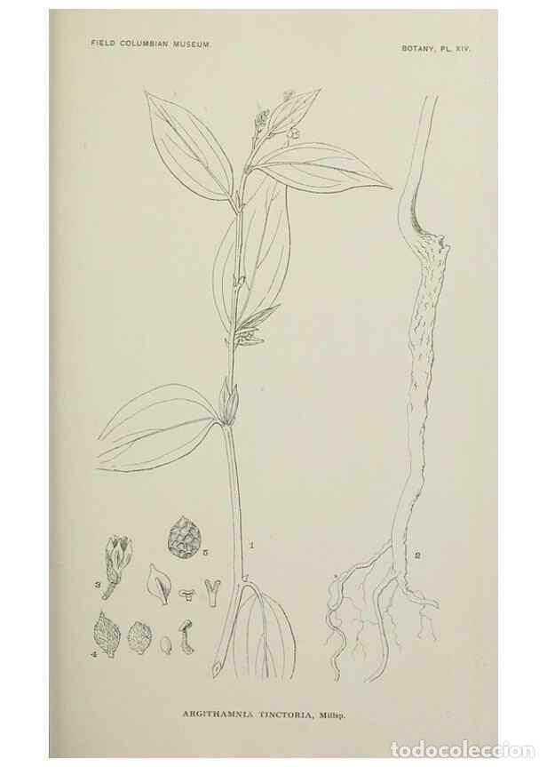 Collezionismo di Riviste e Giornali: Reproducci&oacute;n/Reproduction 49798738098: Publication.. Chicago. :Field Columbian Museum,1895-1909.. -