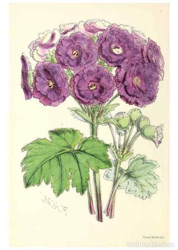 Collezionismo di Riviste e Giornali: Reproducci&oacute;n/Reproduction 49797551411: The floral magazine;. London,L. Reeve & Co.. - Dombrain, Henr