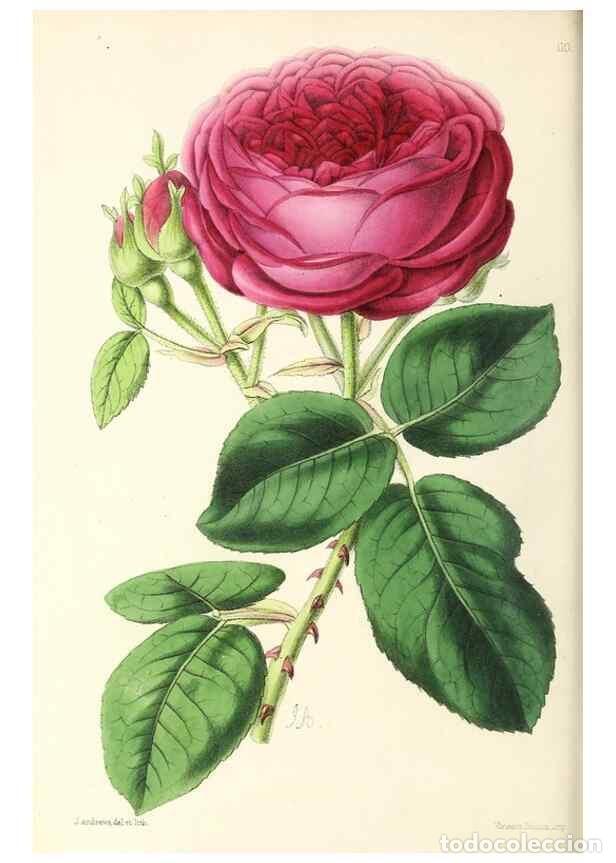 Sammeln von Zeitschriften und Zeitungen: Reproducci&oacute;n/Reproduction 49797777632: The floral magazine;. London,L. Reeve & Co.. - Dombrain, Henr