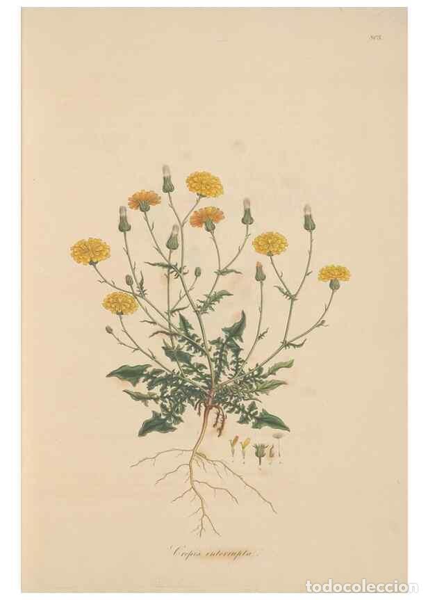 Sammeln von Zeitschriften und Zeitungen: Reproducci&oacute;n/Reproduction 49580112422: Flora Graeca, sive, Plantarum rariorum historia, quas in prov