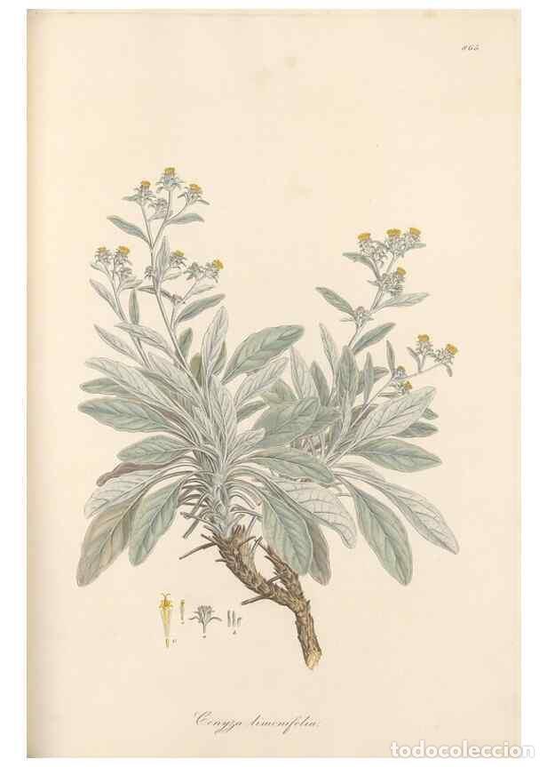 Sammeln von Zeitschriften und Zeitungen: Reproducci&oacute;n/Reproduction 49580133607: Flora Graeca, sive, Plantarum rariorum historia, quas in prov