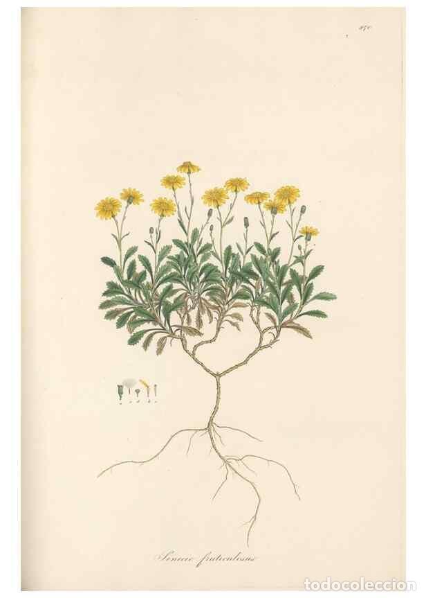 Sammeln von Zeitschriften und Zeitungen: Reproducci&oacute;n/Reproduction 49580135377: Flora Graeca, sive, Plantarum rariorum historia, quas in prov