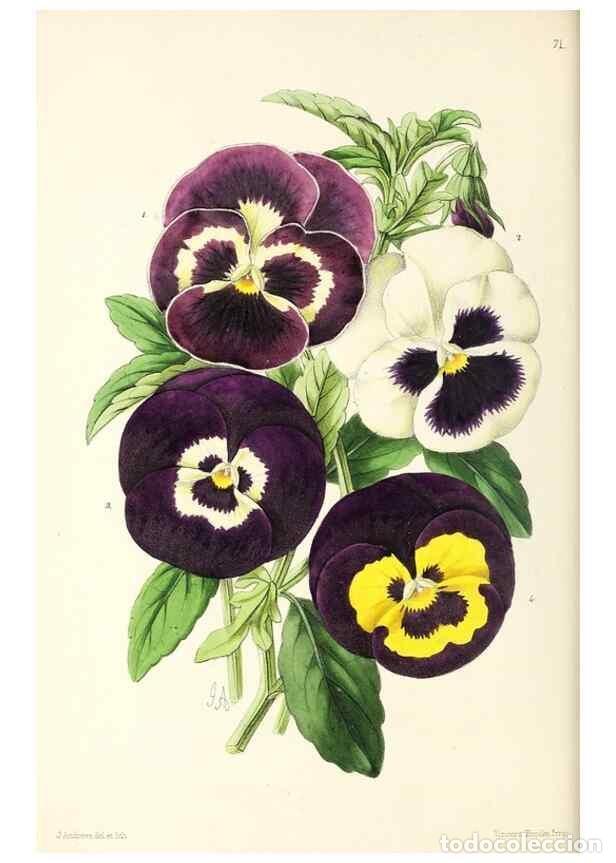 Sammeln von Zeitschriften und Zeitungen: Reproducci&oacute;n/Reproduction 49797454446: The floral magazine;. London,L. Reeve & Co.. - Dombrain, Henr