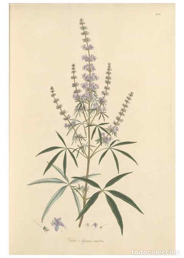 Sammeln von Zeitschriften und Zeitungen: Reproducci&oacute;n/Reproduction 49557975002: Flora Graeca, sive, Plantarum rariorum historia, quas in prov