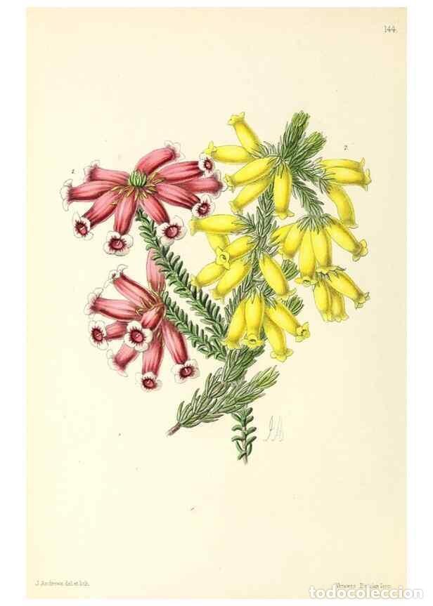 Sammeln von Zeitschriften und Zeitungen: Reproducci&oacute;n/Reproduction 49797657777: The floral magazine;. London,L. Reeve & Co.. - Dombrain, Henr