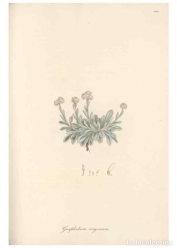 Sammeln von Zeitschriften und Zeitungen: Reproducci&oacute;n/Reproduction 49579905096: Flora Graeca, sive, Plantarum rariorum historia, quas in prov