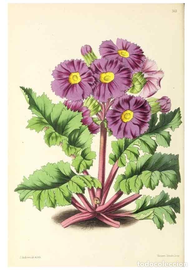 Collectionnisme de Revues et Journaux: Reproducci&oacute;n/Reproduction 49797349846: The floral magazine;. London,L. Reeve & Co.. - Dombrain, Henr