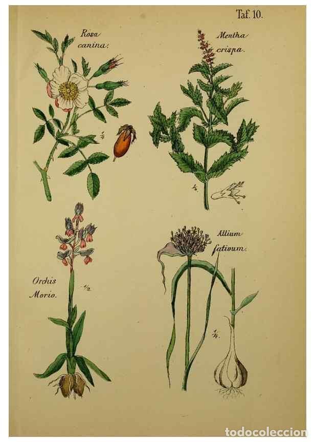 Collectionnisme de Revues et Journaux: Reproducci&oacute;n/Reproduction 49578443738: Anleitung zu Anbau, Ernte und Verwendung der Arzneipflanzen..