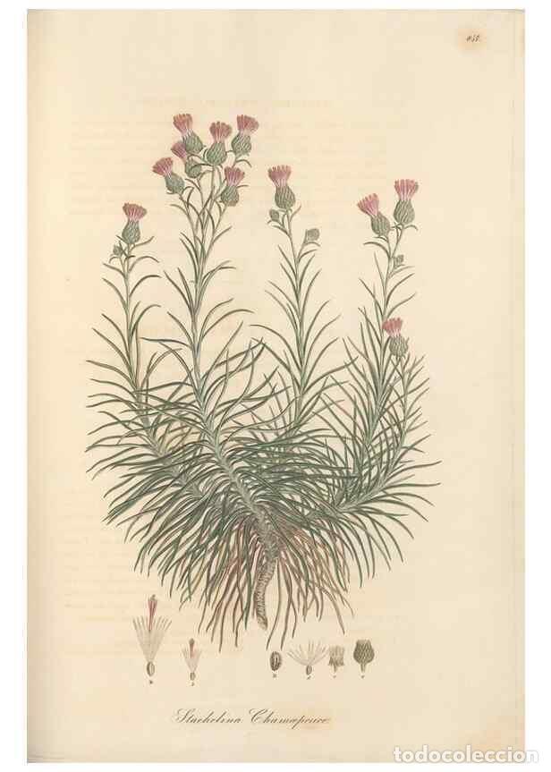 Collectionnisme de Revues et Journaux: Reproducci&oacute;n/Reproduction 49580127352: Flora Graeca, sive, Plantarum rariorum historia, quas in prov