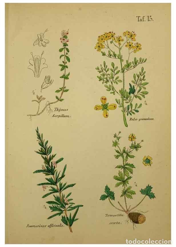 Collectionnisme de Revues et Journaux: Reproducci&oacute;n/Reproduction 49578444593: Anleitung zu Anbau, Ernte und Verwendung der Arzneipflanzen..