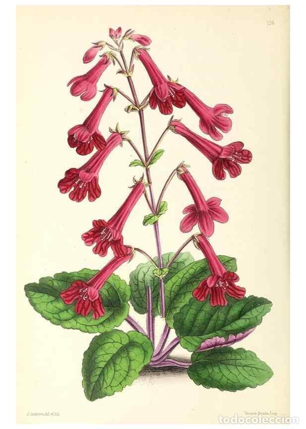 Collectionnisme de Revues et Journaux: Reproducci&oacute;n/Reproduction 49796806483: The floral magazine;. London,L. Reeve & Co.. - Dombrain, Henr