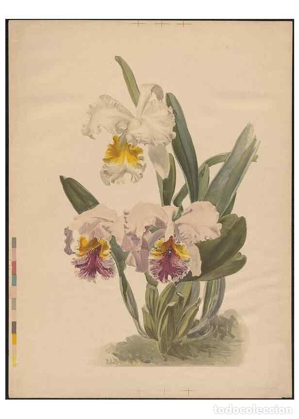 Collectionnisme de Revues et Journaux: Reproducci&oacute;n/Reproduction 49797685883: [Reichenbachia] :. St. Albans, England? :s.n.,1895?. - Sander