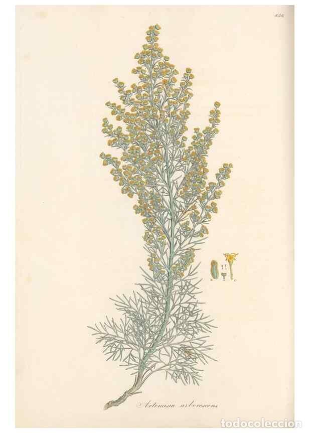 Collectionnisme de Revues et Journaux: Reproducci&oacute;n/Reproduction 49579401338: Flora Graeca, sive, Plantarum rariorum historia, quas in prov