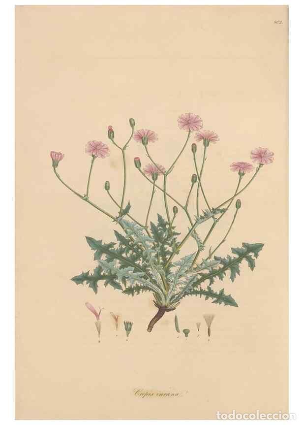 Collection Magazines and Newspapers: Reproducci&oacute;n/Reproduction 49580112112: Flora Graeca, sive, Plantarum rariorum historia, quas in prov