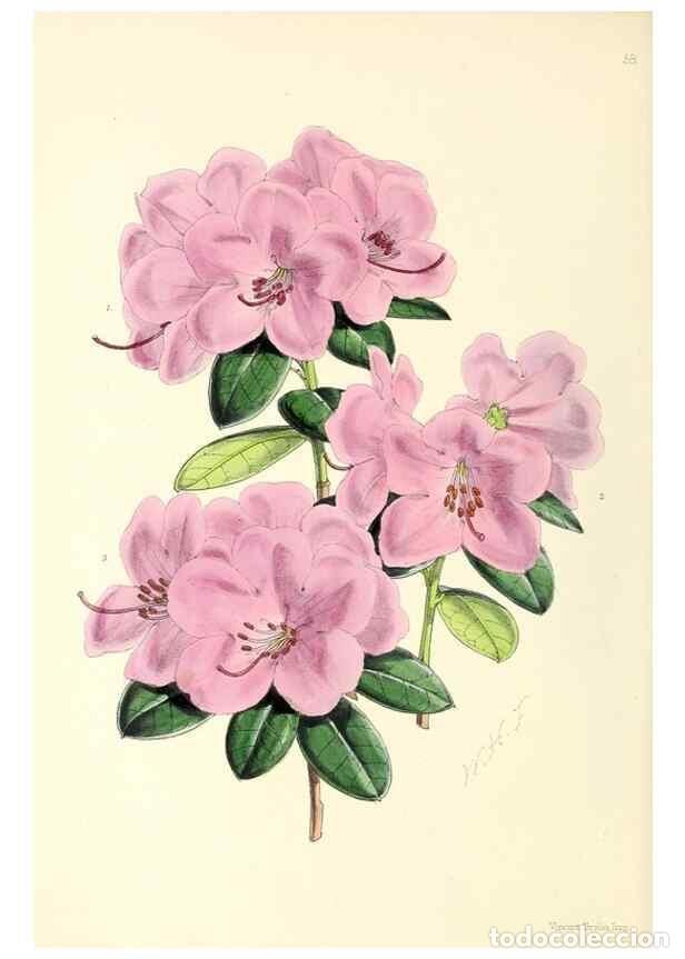 Collezionismo di Riviste e Giornali: Reproducci&oacute;n/Reproduction 49797879762: The floral magazine;. London,L. Reeve & Co.. - Dombrain, Henr