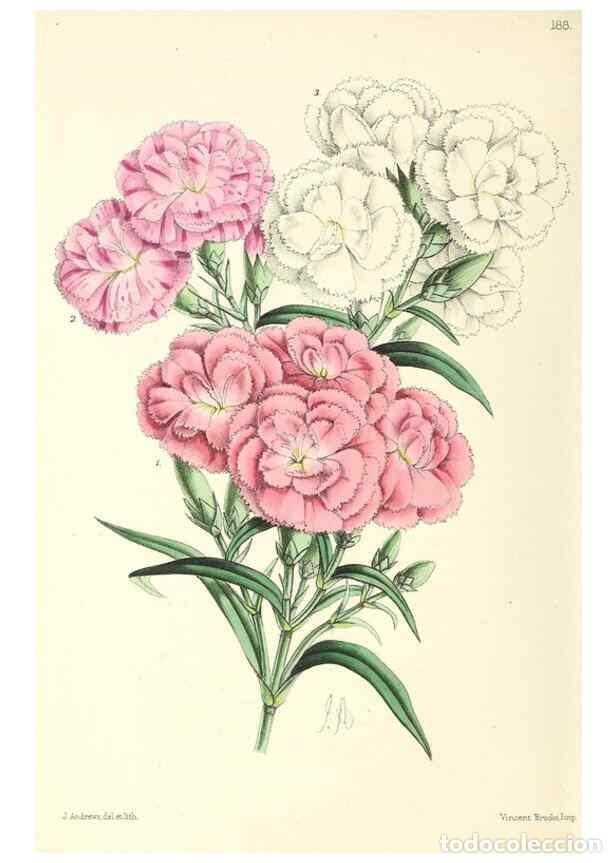 Collezionismo di Riviste e Giornali: Reproducci&oacute;n/Reproduction 49796817368: The floral magazine;. London,L. Reeve & Co.. - Dombrain, Henr