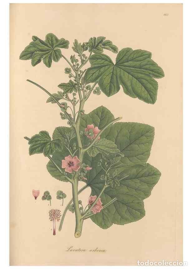 Collezionismo di Riviste e Giornali: Reproducci&oacute;n/Reproduction 49557992422: Flora Graeca, sive, Plantarum rariorum historia, quas in prov