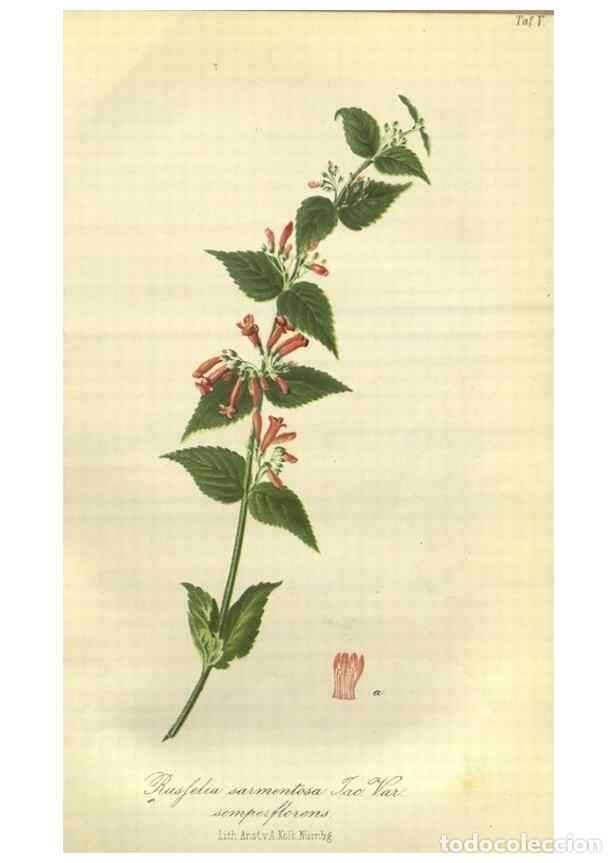 Collezionismo di Riviste e Giornali: Reproducci&oacute;n/Reproduction 49802837496: Gartenflora.. Erlangen :F. Enke,1852-1940.. - Deutsche Garten