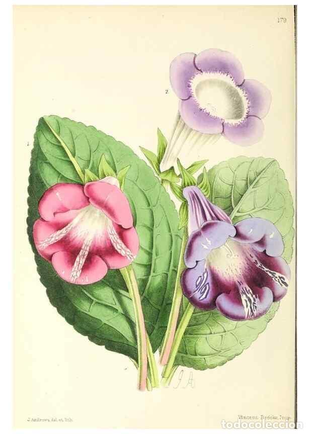 Collezionismo di Riviste e Giornali: Reproducci&oacute;n/Reproduction 49797360236: The floral magazine;. London,L. Reeve & Co.. - Dombrain, Henr